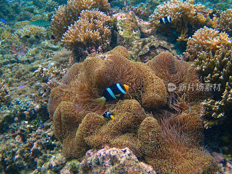 橙色小丑鱼(Amphiprion clarkii)在他们的海葵中